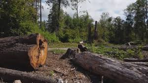 Best Tree Maintenance Programs  in Woodbury, NY
