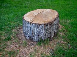 Best Palm Tree Trimming  in Woodbury, NY