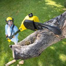 Best Tree Cabling and Bracing  in Woodbury, NY