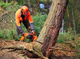 Woodbury, NY Tree Care Company