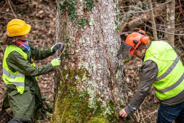 Best Storm Damage Tree Cleanup  in Woodbury, NY