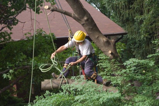 Best Utility Line Clearance  in Woodbury, NY