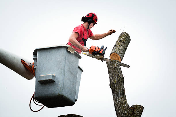 Best Tree Trimming and Pruning  in Woodbury, NY