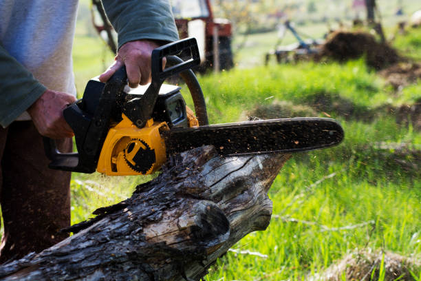 Best Emergency Tree Removal  in Woodbury, NY