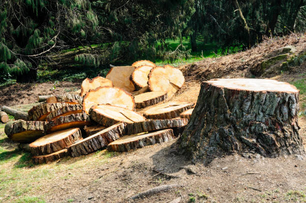 How Our Tree Care Process Works  in  Woodbury, NY